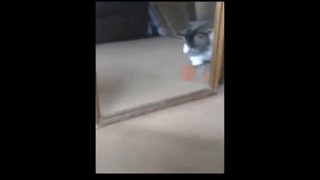 Ролики про кошек смешные