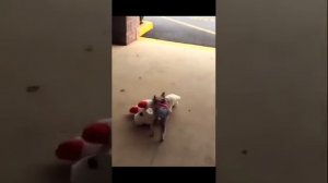 Собакену купили игрушку,которую он хотел 🥰🤩😍