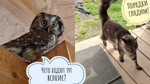 Кошка Морошка следит за порядком, успевая везде. А я - нет. Приехала Алёнка, получила подарочки