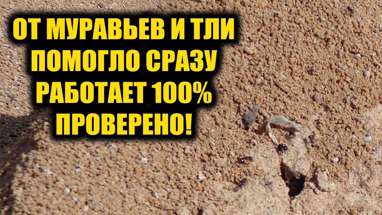 Муравьи бегут, тля гибнет! Простое средство, которое работает на 100%