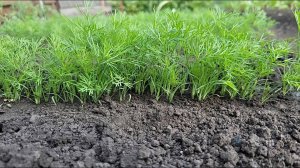 УКРОП ВСХОДИТ ЧЕРЕЗ 3 ДНЯ! Секретный способ посева, который работает на 100%