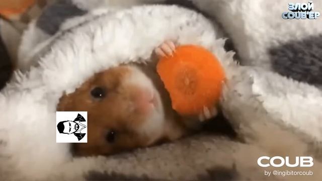 HARD PLAY КОГДА В НЕ СТРИМА смотреть онлайн