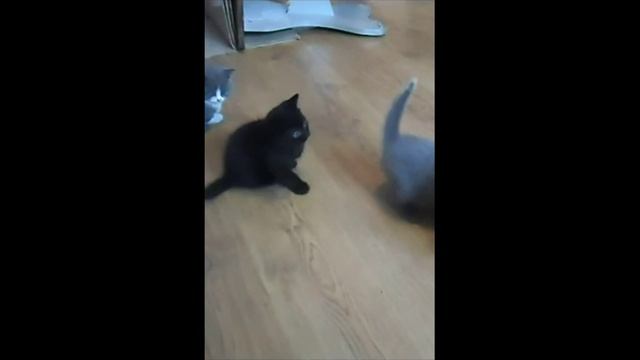 Хорошенькие котятки