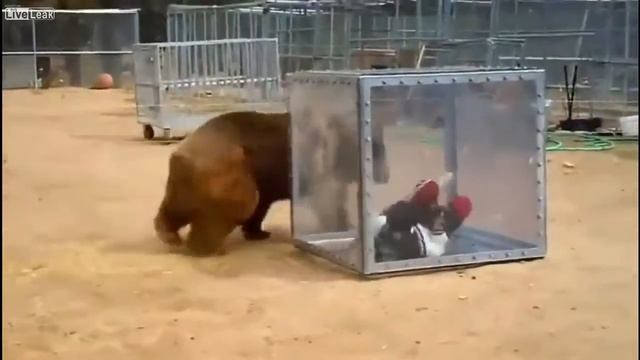 МЕДВЕДЬ VS. ДЕВУШКА В КОРОБКЕ