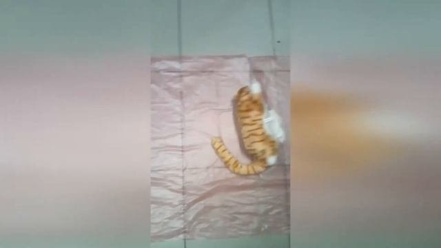 Котик хохотун мягкая игрушка