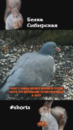 Вяхирь и его пугающий голос