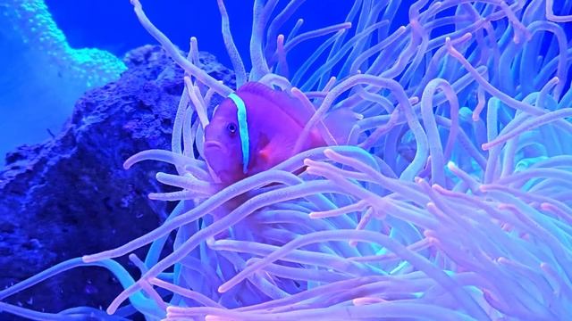 Семейная прогулка в иерусалимский аквариум. Март 2024. смотреть онлайн