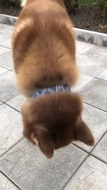 Защита собак от блох и клещей | Таблетки от клещей смотреть онлайн