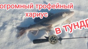 Трофейный хариус.