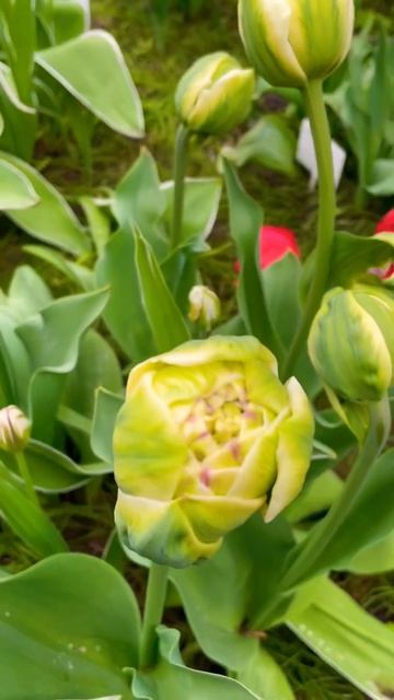 #цветы #тюльпаны #растениядлясада #дизайн #flower