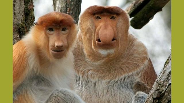 Нос мой нос песня