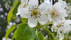 29.04-2025 ОГОРОД с НУЛЯ на ТРЁХ СОТКАХ. Как пережили заморозки розы. Нужна ли беседка? Мангал