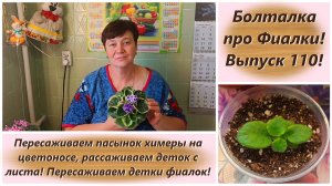 Болталка про Фиалки! Выпуск 110! Пересаживаем пасынок химеры на цветоносе!
