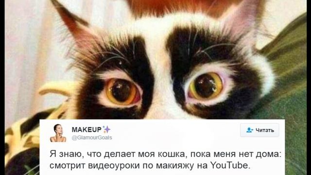 15 кошек, которые взорвали интернет в этом году - AdMe.ru смотреть онлайн
