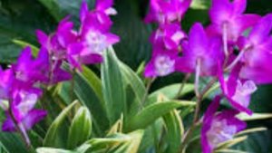 П-2. Ч-3. Обзор дендробиума Кингианум  вариегатный 32 дня после получения 2ой посылки из 7 орхидей