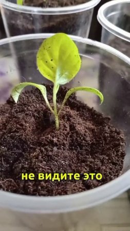 вы видите это