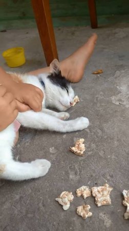 кормит котика :))