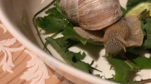 Большая Улитка ест лист. Интересно.