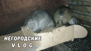 Хозяйничаю без помощника. Подстилка из картонки для НУТРИЙ на 5 минут. 27.04.25