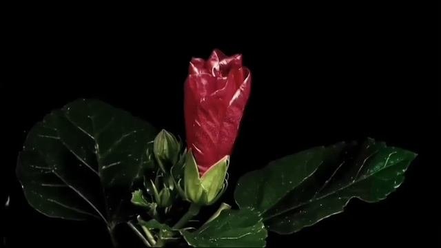 Расцветают цветы фон