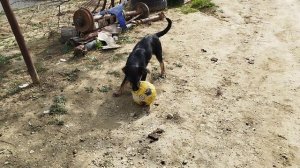 Мы играем в футбол вместе с собакой