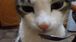 Любимый котик ест настоящую красную икру.