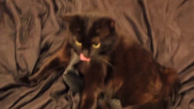 Мой кот любит хип хоп смотреть онлайн