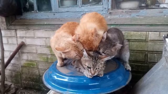 Кошачья групповуха!