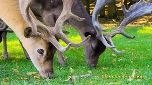 #Коран#Юсуф#СамыеКрасивыеМеста#Relaxation##Islam#Quran#Yusuf#Minshawiy 4кВидео#3часть#