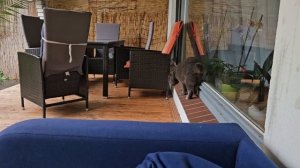 Не трогай! - я сказал. Злой Британец / смешные животные