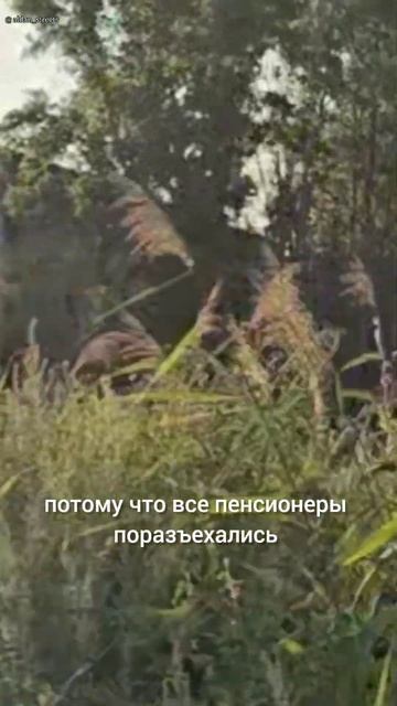 Не верь глазам своим. амурскаяобласть шуткаюмора  shorts short