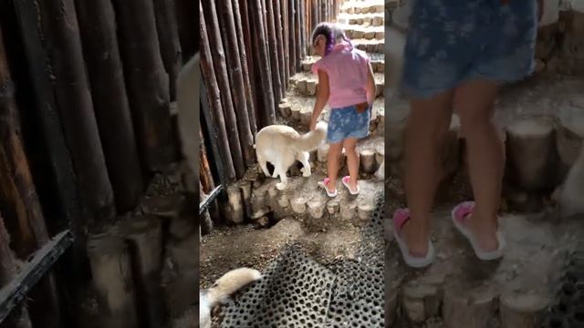 ТаЯ в тренде Хаски парк в г.Сочи
