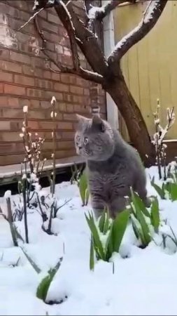 Котик