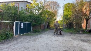 Бельгийская овчарка 4,5 месяцев Локки! Будни дрессировки! Отработка команды ко мне!