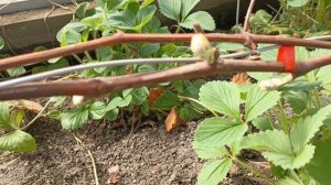 ВИНОГРАДНИК 🍇🍇🍇 Оживает и готовится к плодоношению! Короткий обзор.02.05.25 Нижний Тагил