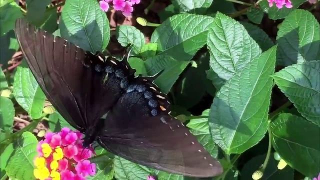 🎬 Эволюция насекомых: Бабочки. смотреть онлайн