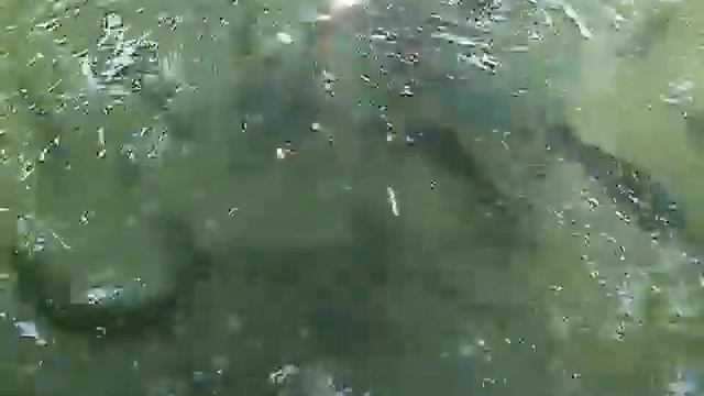 Репортажи с моря 2012. Часть 6. Форелевое хозяйство (3) .
