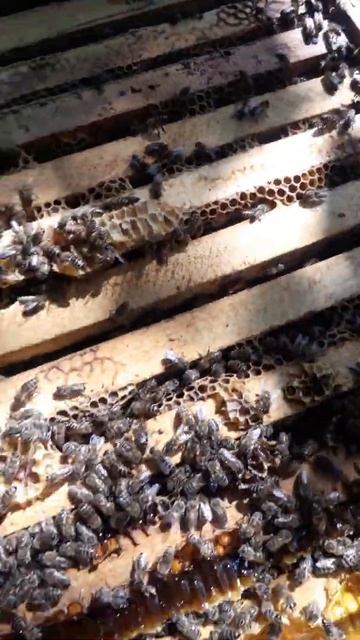 Моя Любимая Пасека Улей Готов к Откачке Мёда ( Пчела Украинская Степная ) смотреть онлайн