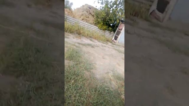 Суматшетший бомж смотреть онлайн