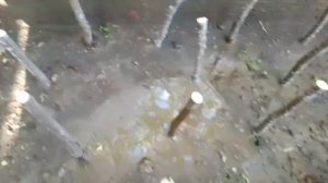 Запуск школки для инжира 02.05.2025г. от Small Garden's