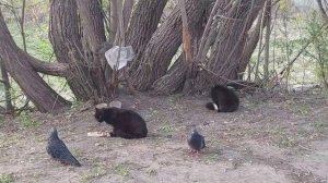 Кошки и голуби