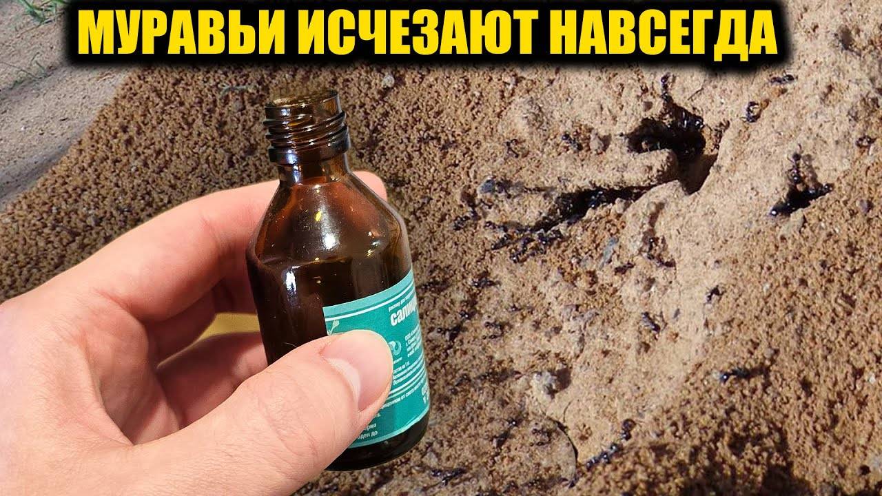 Муравьи и тля СБЕГАЮТ МГНОВЕННО! 1 минута — и ваши растения спасены (проверено лично!)