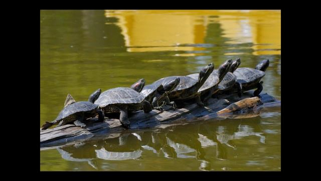 California-Калифорния-2008 смотреть онлайн