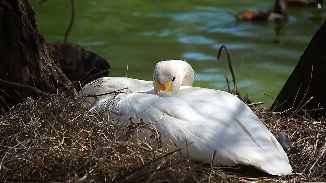 Белая лебедушка села на яйцо, а самец охраняет ее, плавая кругами.