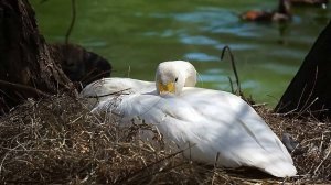 Белая лебедушка села на яйцо, а самец охраняет ее, плавая кругами.