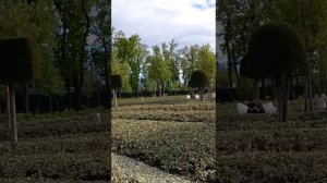 Парк Краснодар парк Галицкого