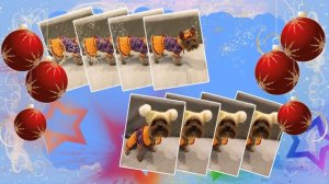 Платье вязаное на собаку.