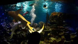 Кормление акул в Океанариуме