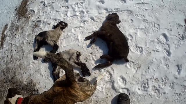 02.03.2025 Падёж ЧТО ДЕЛАТЬ? : ЛПХ В ОПАСНОСТИ смотреть онлайн