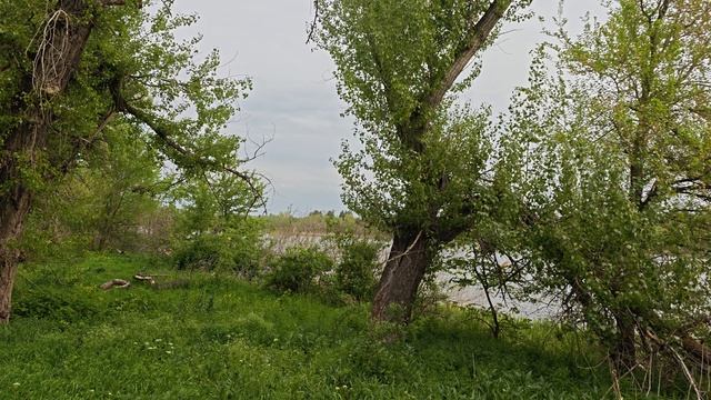 Замечательно поют птицы в лесу!